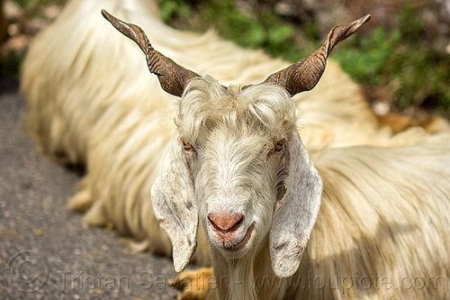 wild himalayan long-haired goat, capra aegagrus hircus, changthangi, pashmina, wild goats, wildlife