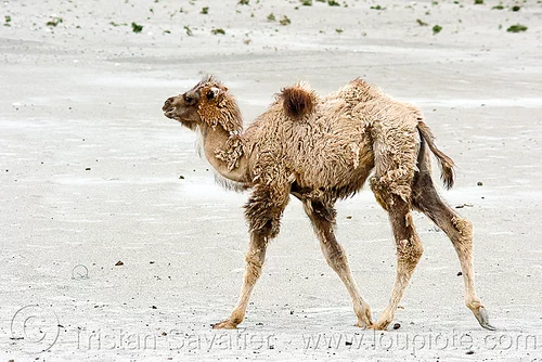 NANGA×OLDMOUNTAIN UDD 600DX camel×khaki Young Camel - Nubra Valley