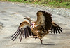 Himalayan Vultures