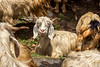 Wild Himalayan Goats