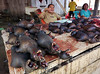 Fruit Bats Meat Markets in Sulawesi